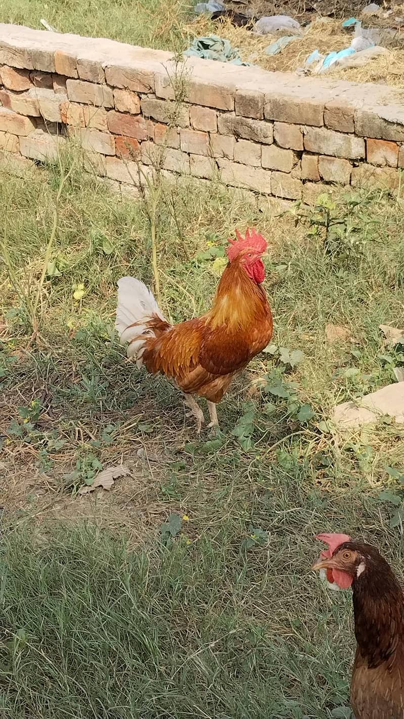 Desi  Hens 7