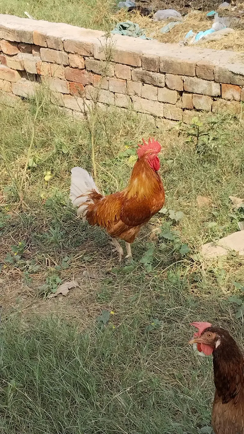 Desi  Hens — photo 8