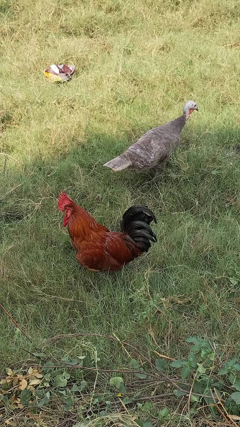 Desi  Hens 8