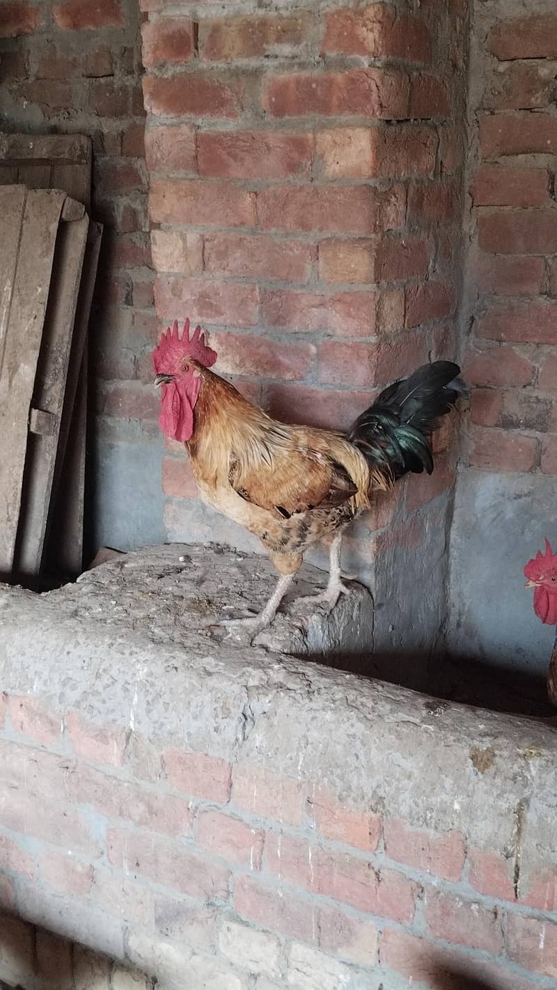 Desi  Hens 9