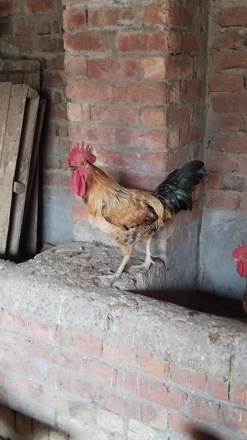 Desi  Hens — photo 10