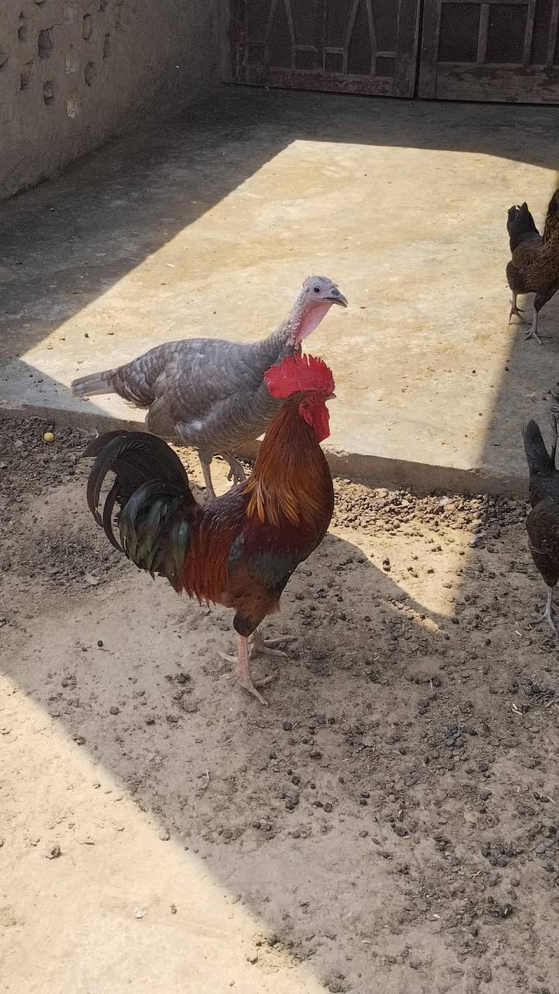 Desi  Hens 10
