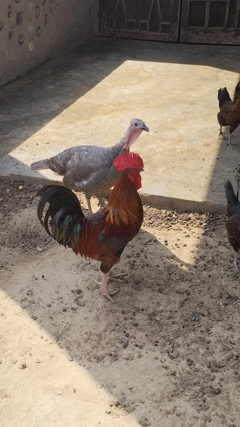 Desi  Hens — photo 11