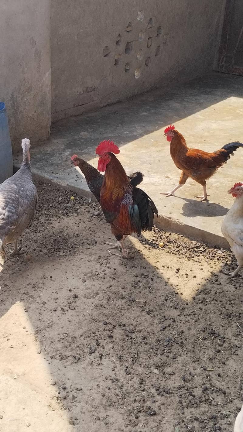 Desi  Hens 11