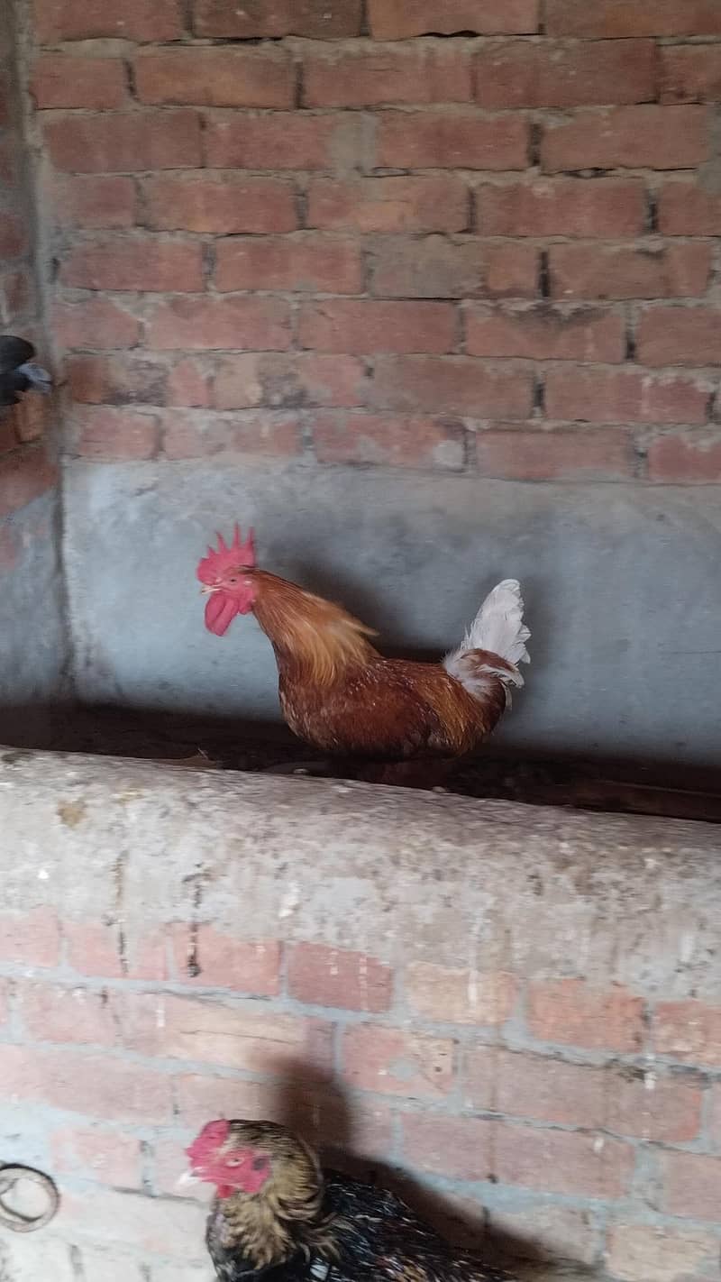 Desi  Hens 12