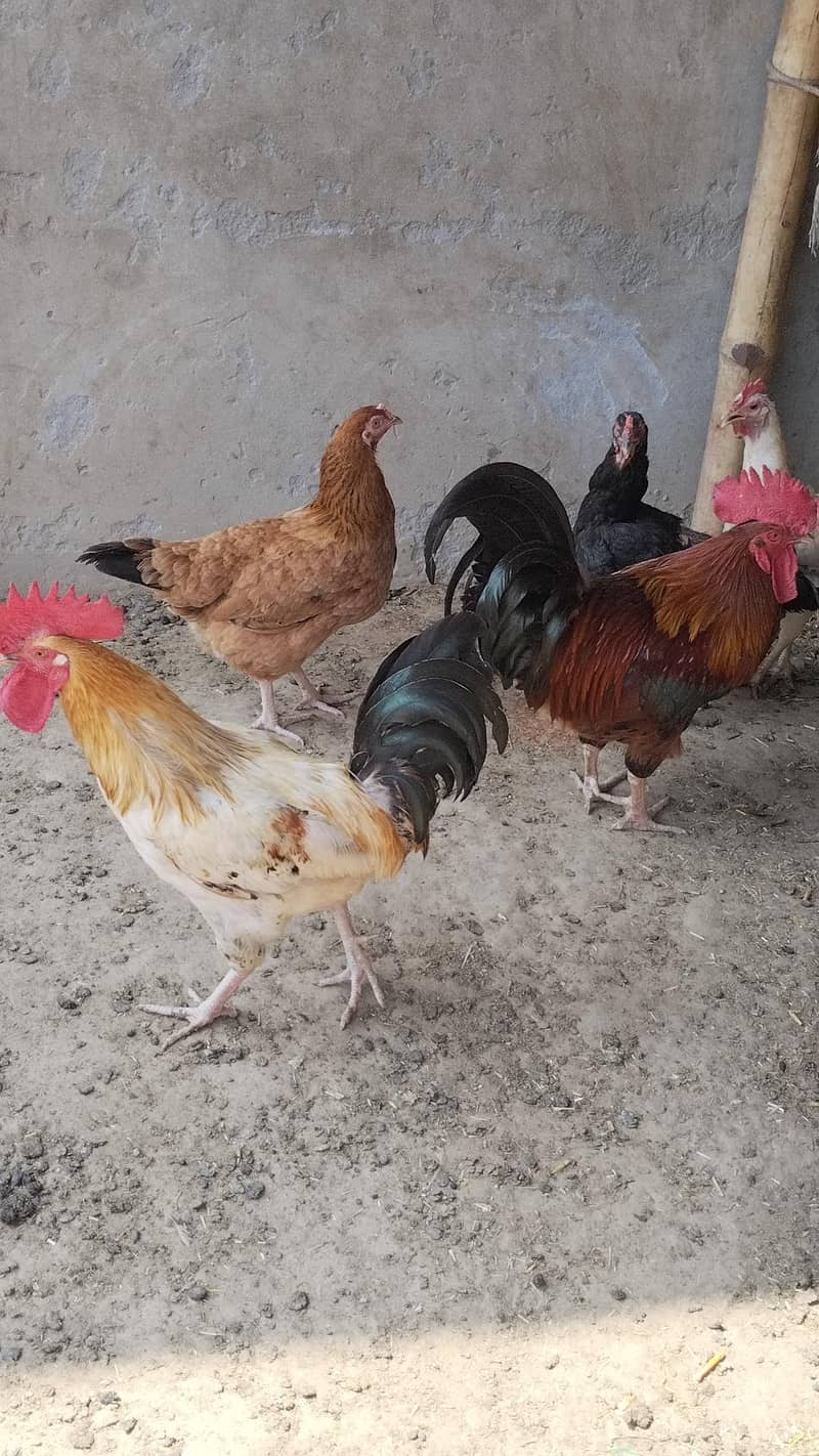 Desi  Hens 13