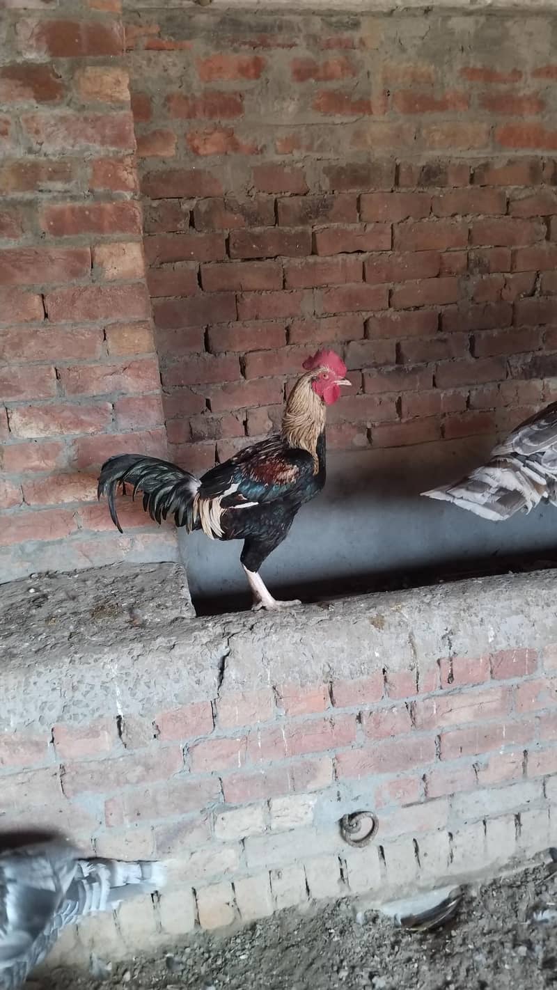 Desi  Hens 14