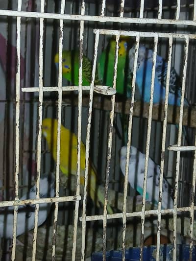 14 Budgies for Sale – Healthy Group | All Together