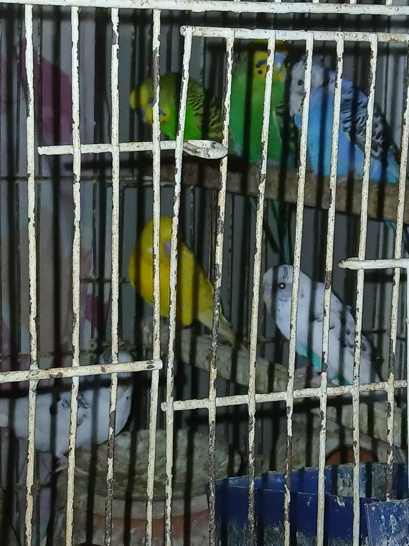 14 Budgies for Sale – Healthy Group | All Together — photo 2