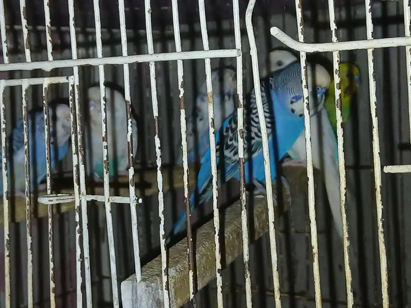14 Budgies for Sale – Healthy Group | All Together — photo 3
