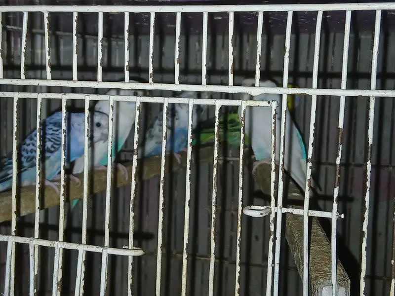 14 Budgies for Sale – Healthy Group | All Together — photo 4