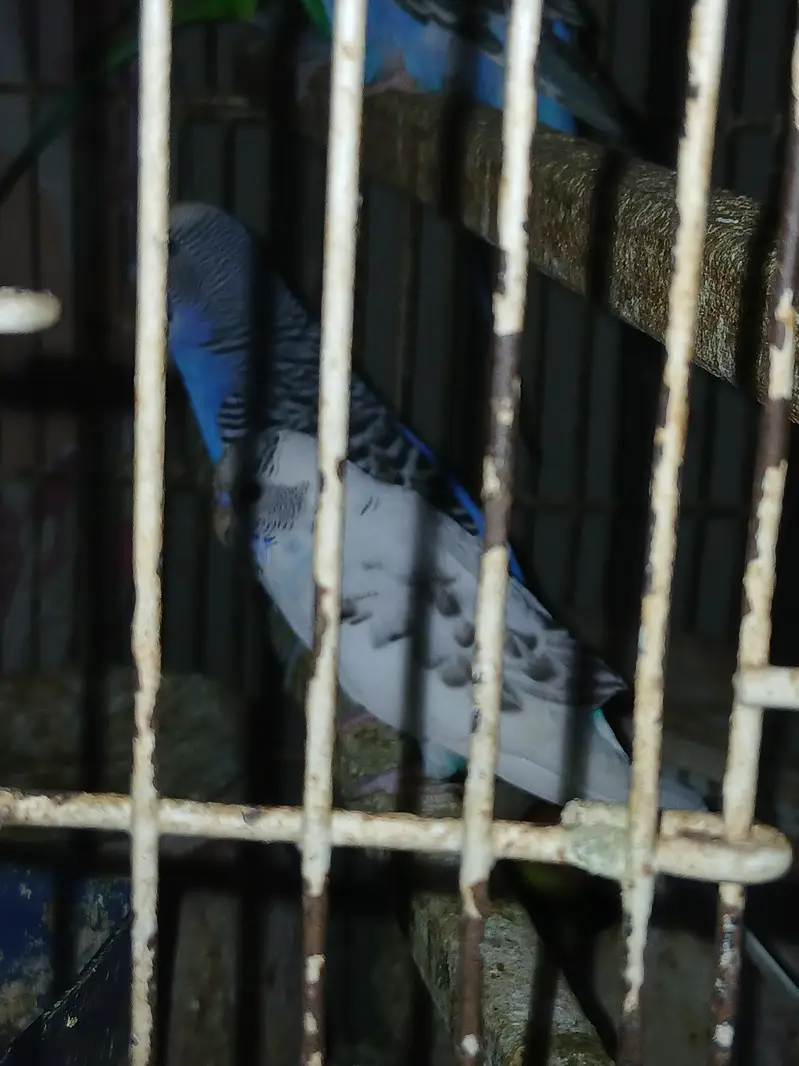 14 Budgies for Sale – Healthy Group | All Together — photo 5