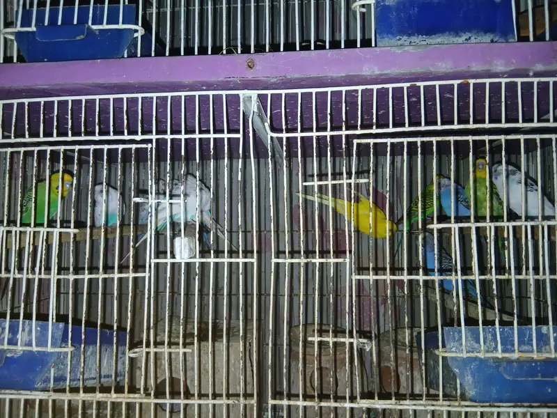 14 Budgies for Sale – Healthy Group | All Together — photo 6