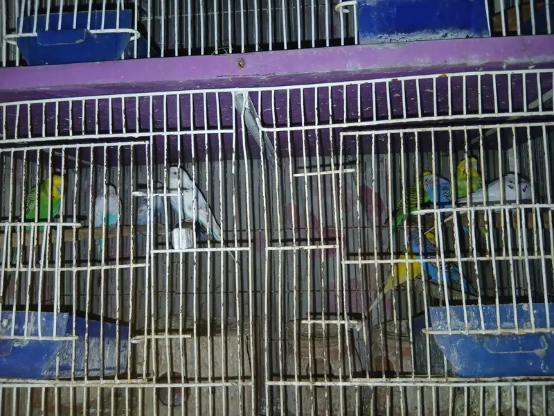 14 Budgies for Sale – Healthy Group | All Together — photo 7