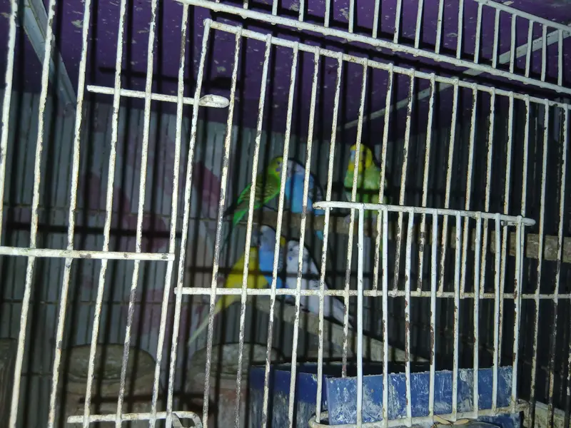 14 Budgies for Sale – Healthy Group | All Together — photo 8