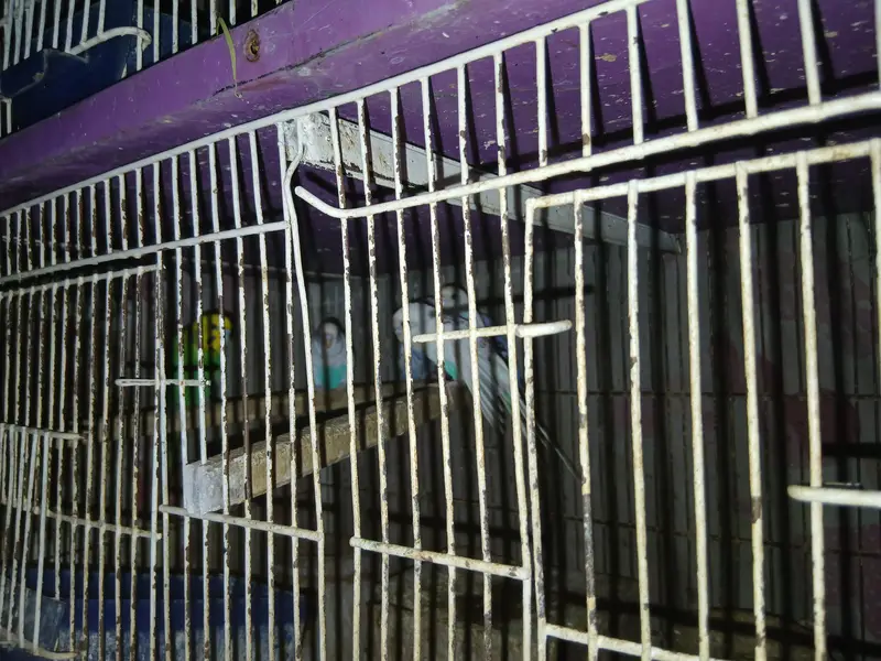 14 Budgies for Sale – Healthy Group | All Together — photo 9