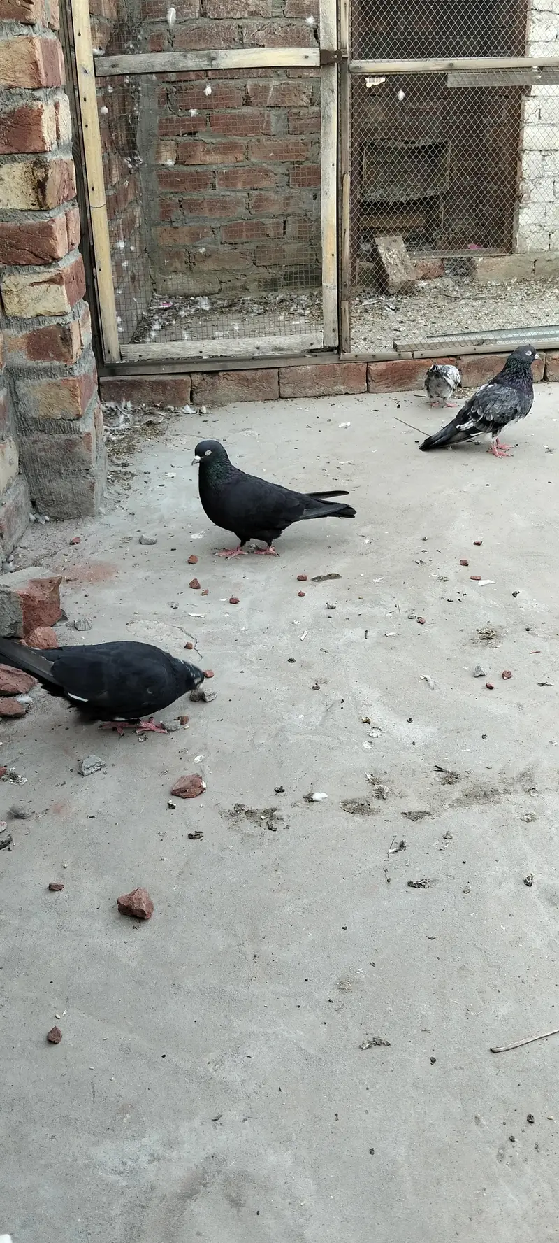 Zakha breeded pair — photo 2