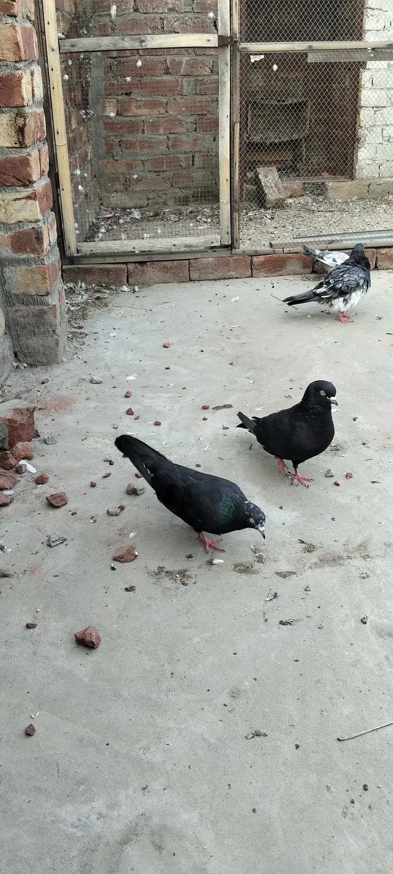 Zakha breeded pair — photo 3