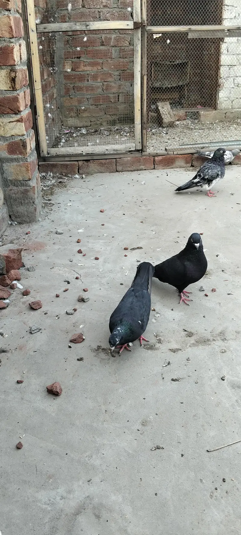 Zakha breeded pair — photo 4