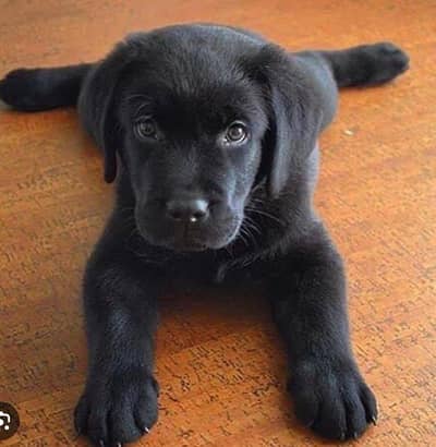 labrA DOG puppies high-quality show glass