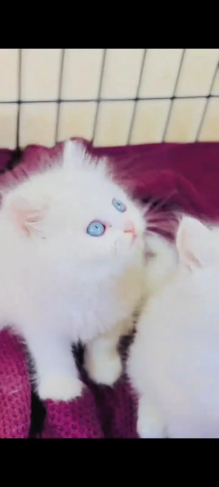 Persian cat for sale male or female vaccine — photo 6