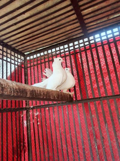 White Laka Breeder