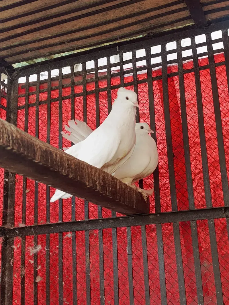 White Laka Breeder — photo 2