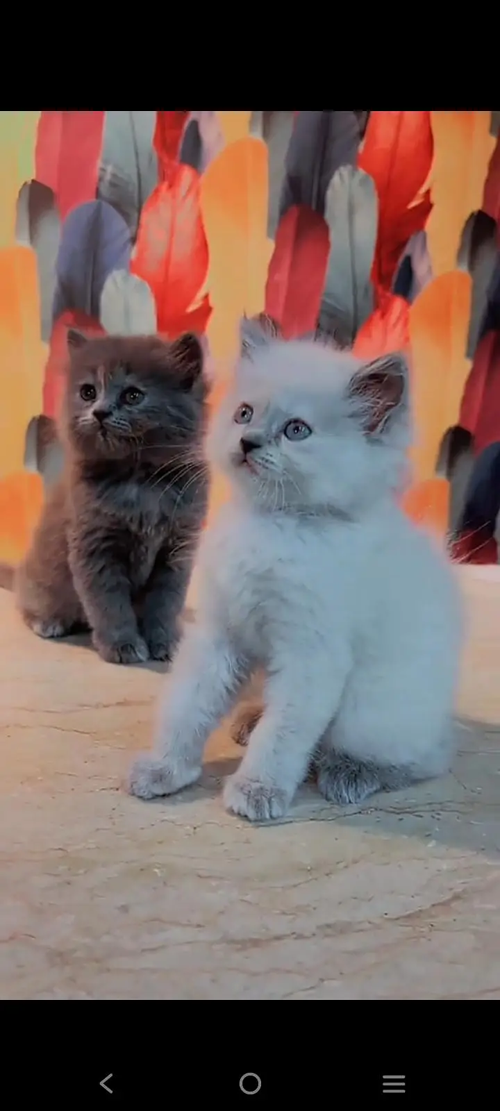 Persian cat for sale male or female vaccine — photo 3