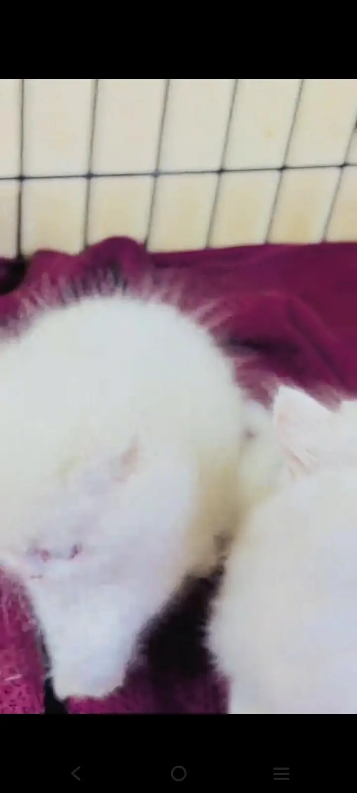 Persian cat for sale male or female vaccine — photo 5