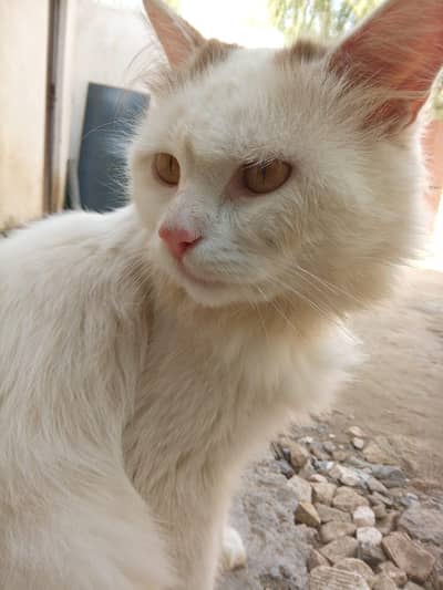 Persian Cat Available for Sale, only serious buyers contact