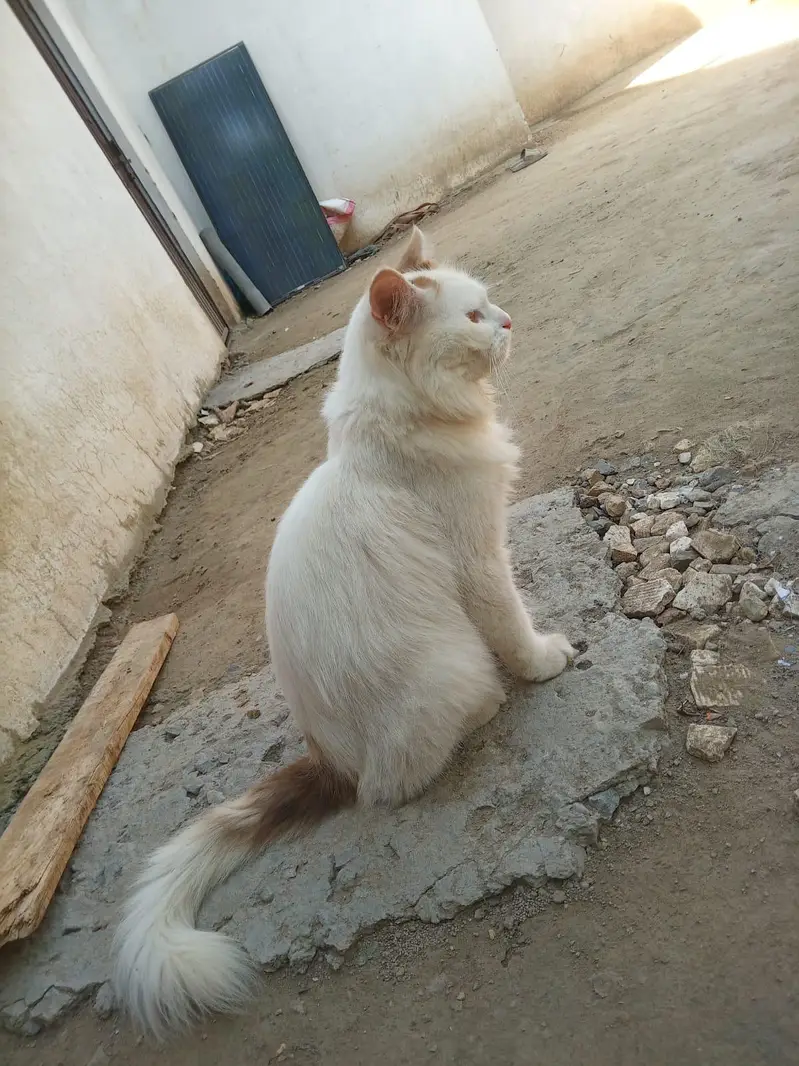 Persian Cat Available for Sale, only serious buyers contact — photo 2