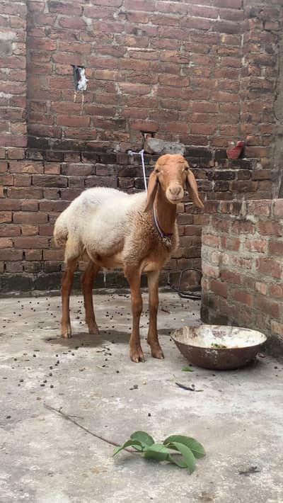 Turkish dumba