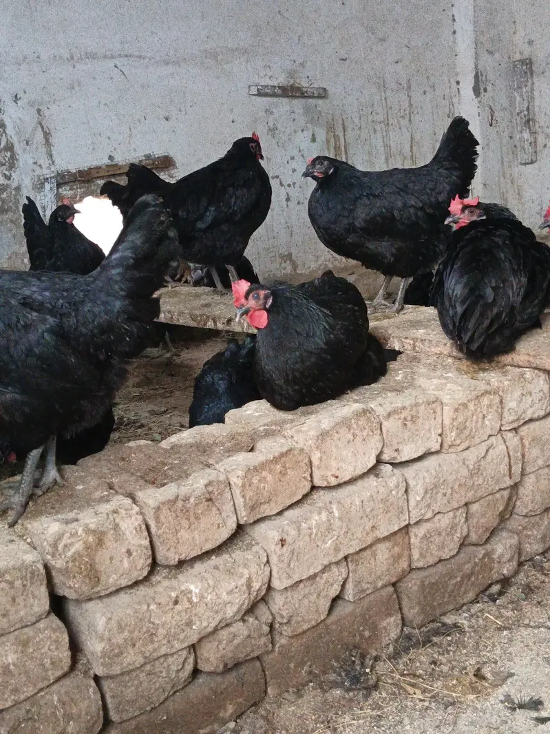 Pure desi eggs for sale | 1 dozen — photo 2