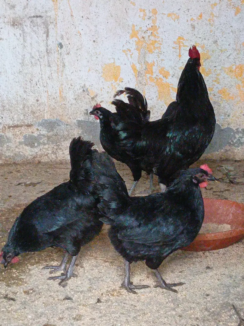 Pure desi eggs for sale | 1 dozen — photo 3