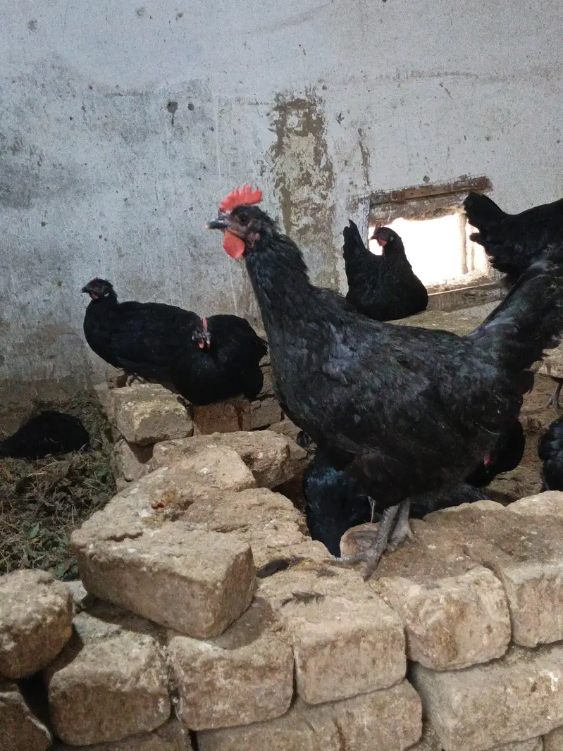 Pure desi eggs for sale | 1 dozen — photo 4