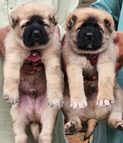 kurtis kangal security dog male female for sale puppies