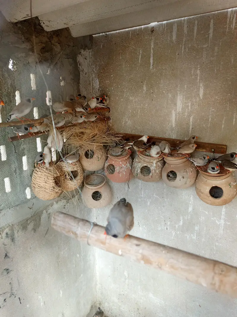 breedar pair — photo 3
