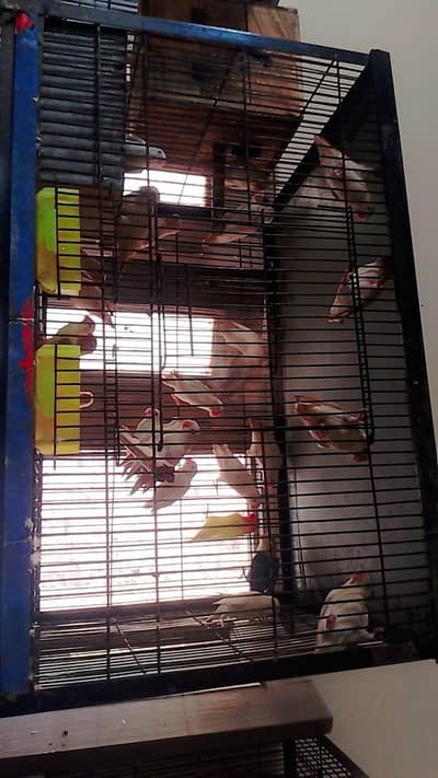 cages gift with love birds