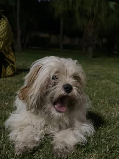 female shihtzu white (brown ears)