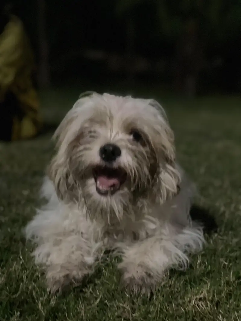 female shihtzu white (brown ears) — photo 2