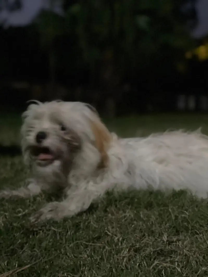 female shihtzu white (brown ears) — photo 3
