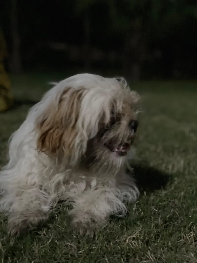 female shihtzu white (brown ears) — photo 4