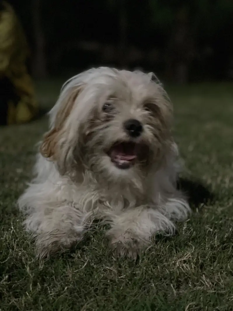 female shihtzu white (brown ears) — photo 5
