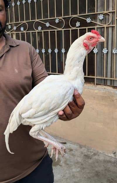 Hight quality paper white patha for sale