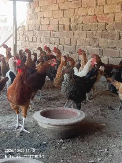 desi golden misri hen