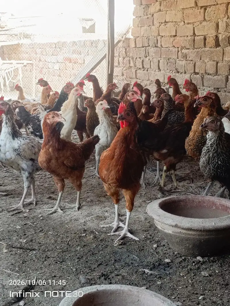 desi golden misri hen — photo 2