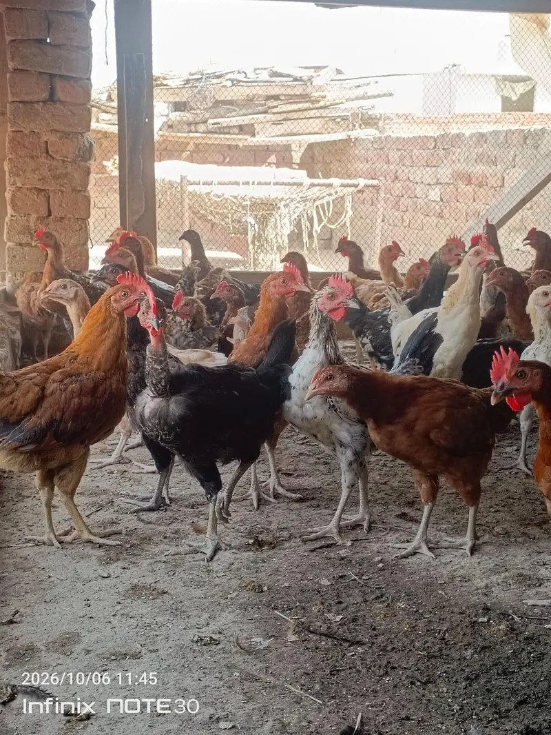 desi golden misri hen — photo 3