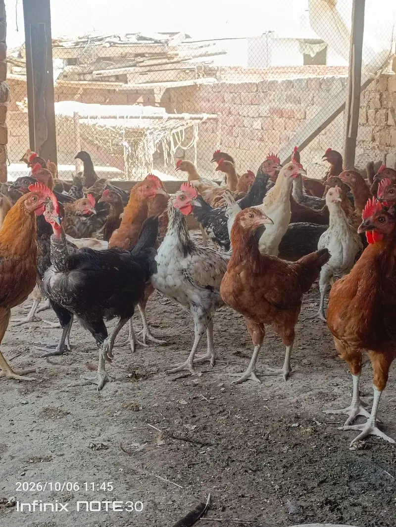 desi golden misri hen — photo 4