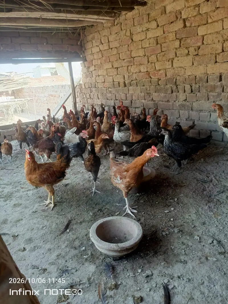 desi golden misri hen — photo 5