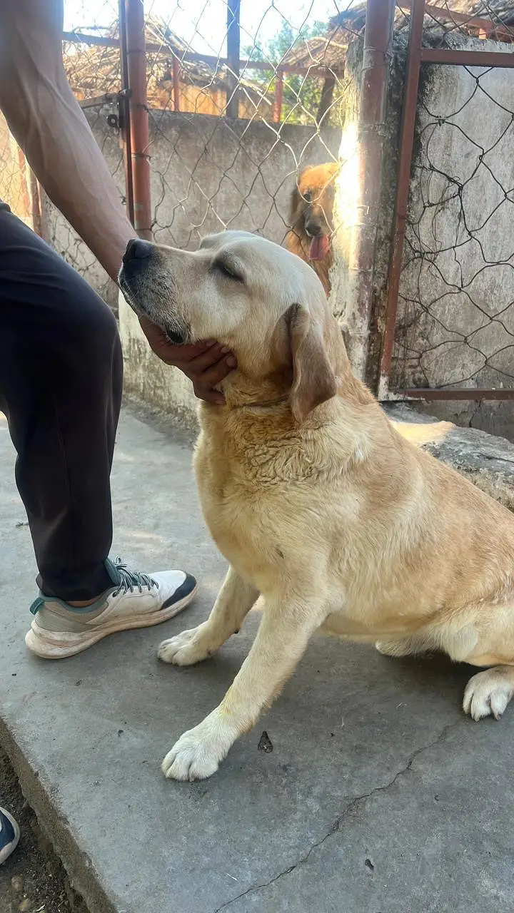 Male White Labrador — photo 4